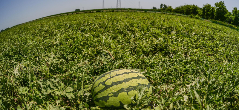 Nekiment az Agrárkamara a Lidlnek a magyar dinnyék miatt