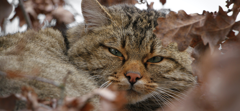 Elég nagy baj van sok magyar macskatartóval