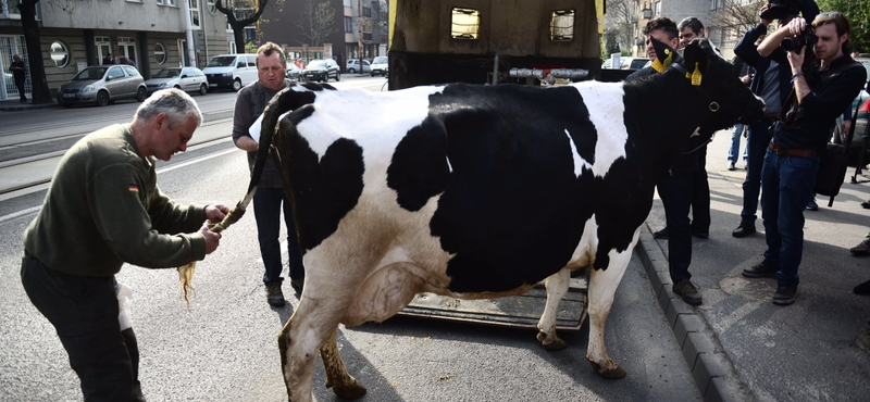 Púzó és böfögő tehenek miatt aggódik az ENSZ