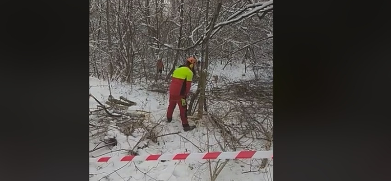 Vágják a fákat a Normafánál, egy magán telken