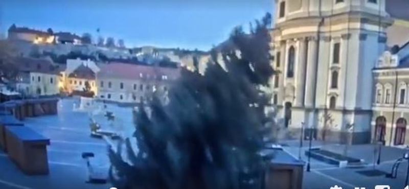 Gyönyörű karácsonyfát állított Eger – hajnalban a szél ledöntötte (videó)