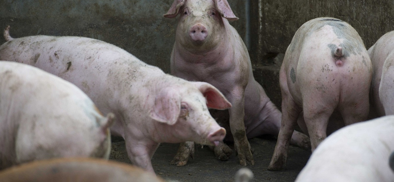 Nem mind kisüzemi, ami annak látszik: így vezeti félre vásárlóit a Tesco