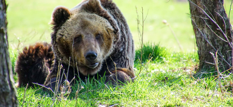 Többször megharapta a medve, de sikerült lelőnie