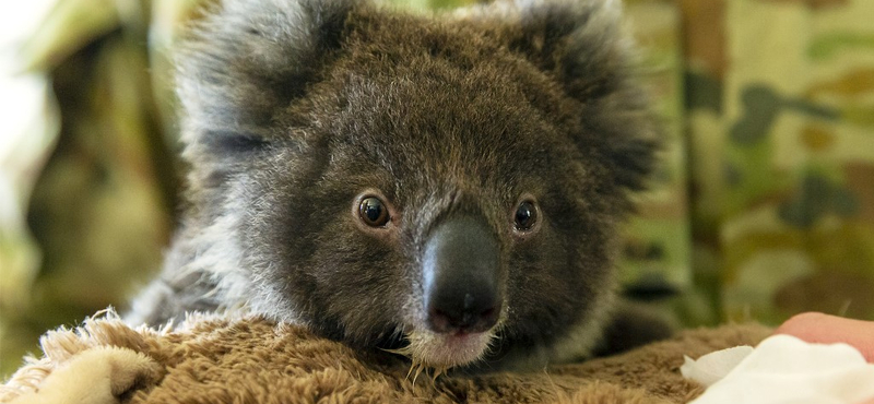 Koalák százait mészárolhatták le Ausztráliában