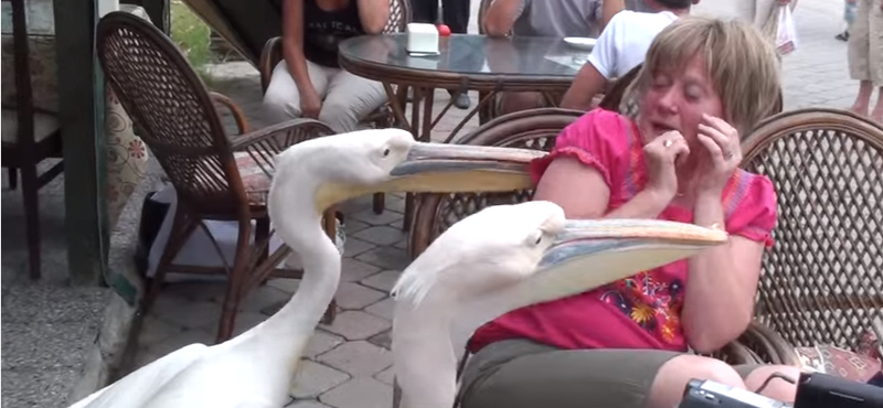 Ételt követelő pelikánok: a fél világ ezen a turistán nevethet – videó