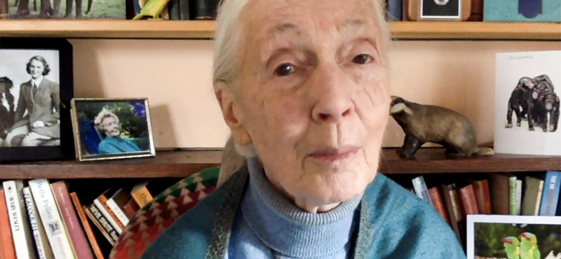 „Védjétek meg az értékes erdeiteket” – Jane Goodall videóban üzent a magyaroknak