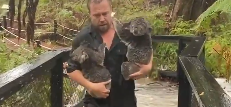 Az eső is csak bajt hoz a koalákra, meg aligátorokat – videó