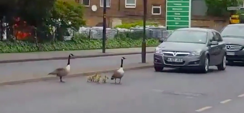 Így kell megtanítani a gyerekeket, hogyan keljenek át az úttesten – videó