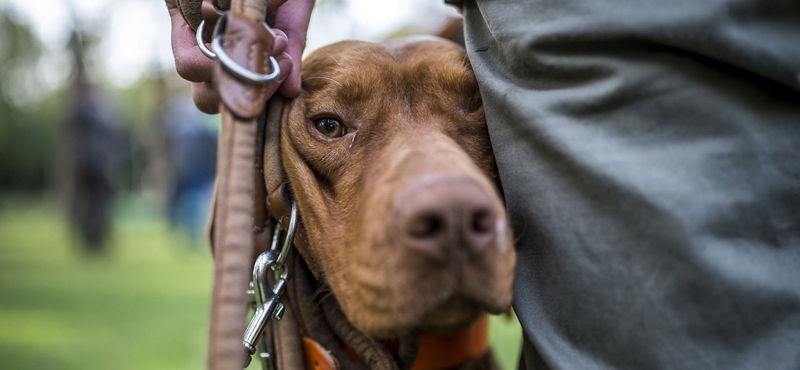 Megfejtették a magyar vizsla minden titkát genetikusok