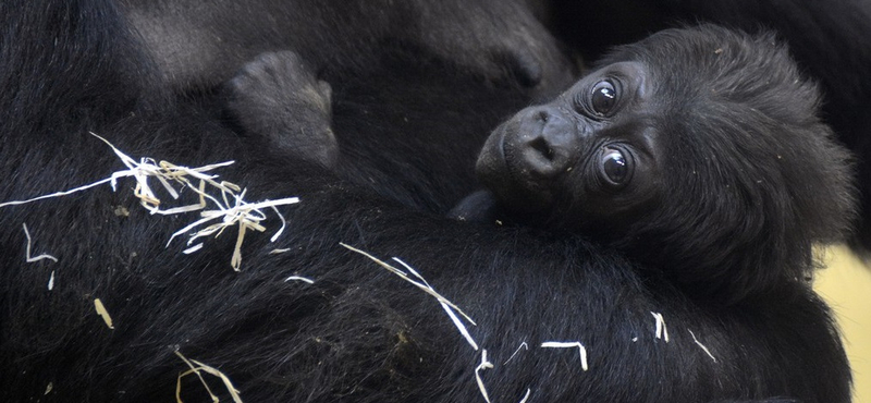 Gorillanappal is várja a Föld fesztivál látogatóit a budapesti állatkert 