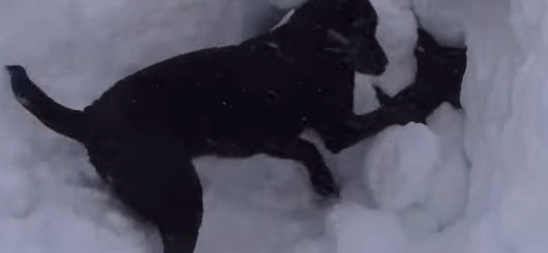 Hősként küzdenek a lavinák után bevetett mentőkutyák – videó