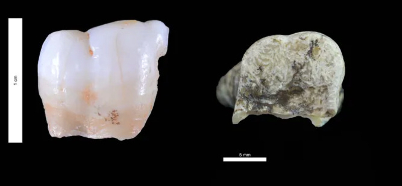 Találtak egy 800 000 éves emberi fogat, sikerült genetikai mintát venni belőle