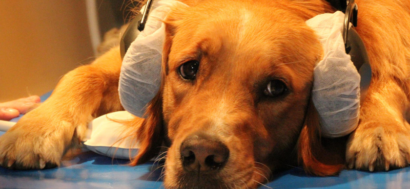 Idős, vagy kórházban, karanténban lévő emberek kutyáin segítenek