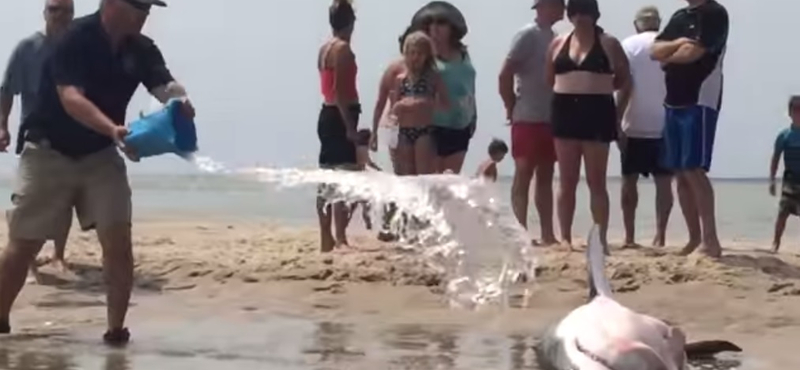 Videó: Strandolók mentették meg egy partra vetődött cápa életét