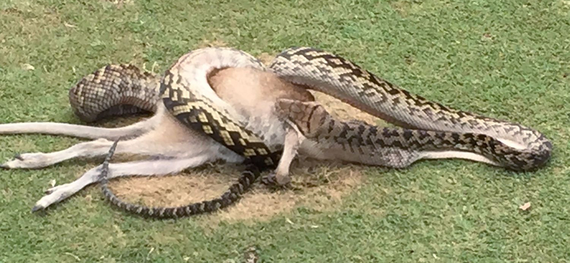 Piton falt fel egy törpekengurut a döbbent golfozók szeme láttára - fotók