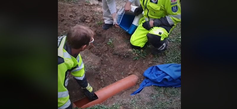 Esővíz-elvezetőbe szorult Miri, a túlsúlyos kandúr, de sikerült kiszabadítani – videó