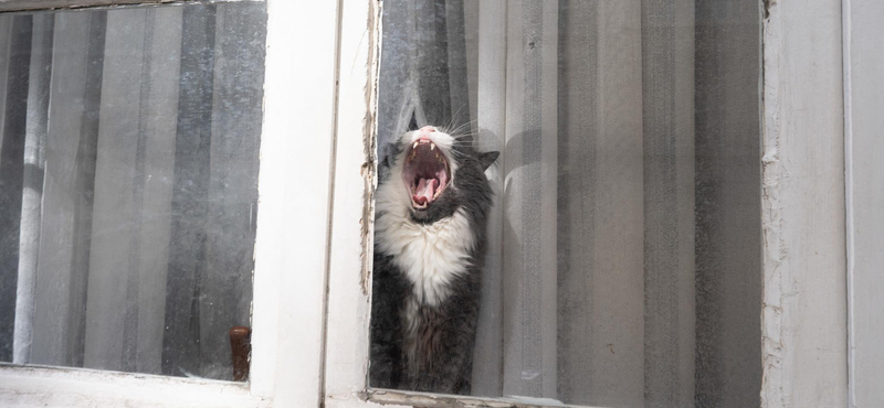 Negyvenegy macskát tartott otthon, rendőrt hívtak rá