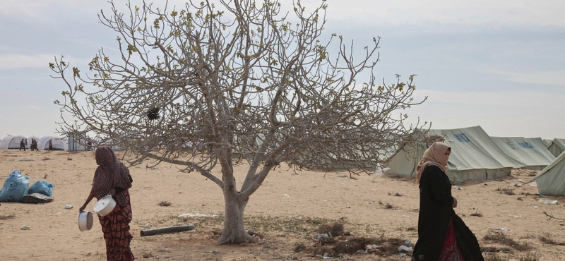 Magyar segítséggel a laskagomba is szerepet kaphat az afrikai élelmezési problémák megoldásában