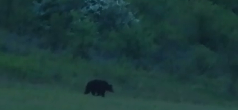 Videó is van már a Szlovákiából átjött szerelmes medvéről