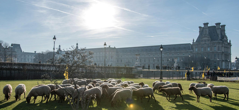 Idilli fotók: Birkanyáj legelészik a párizsi Louvre mellett