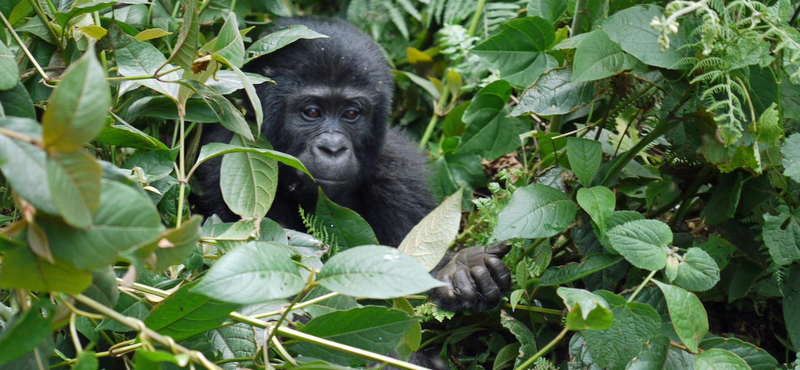 Elpusztult a gondozója szelfijével világhírűvé vált gorilla