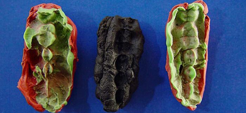 Előkerült három 10 000 éves rágógumi, és egészen meglepő, mennyi minden kiderült belőlük