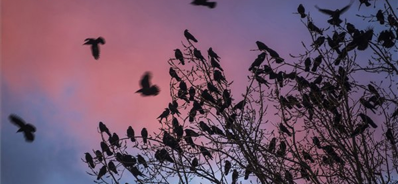 Csúnya madarakról lőtt gyönyörű képsorozatot az MTI - fotók