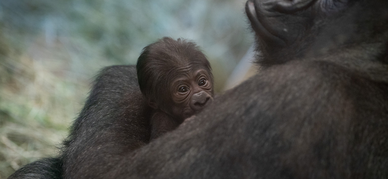 Hímnek hitt gorilla szült kölyköt egy amerikai állatkertben