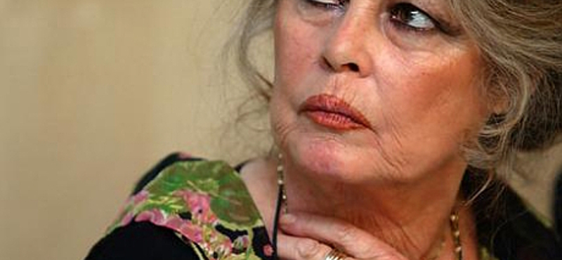 Brigitte Bardot lelövés helyett sterilizáltatná a pristinai kutyákat