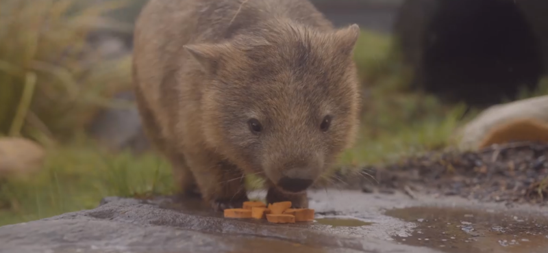 Videó: így örülnek az ausztrál állatok az esőnek