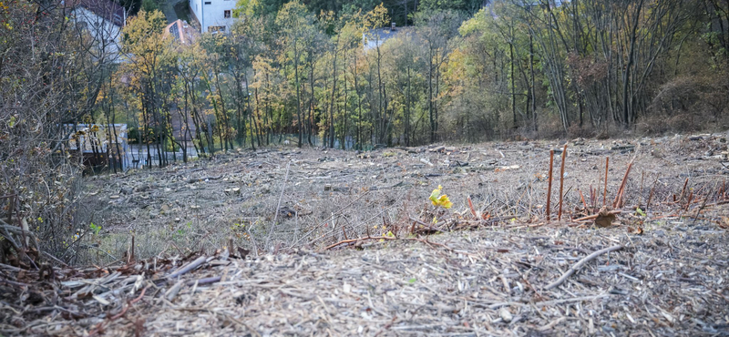 Tarra vágtak egy nagyobb területet a II. kerületben, feljelentést tesz az önkormányzat