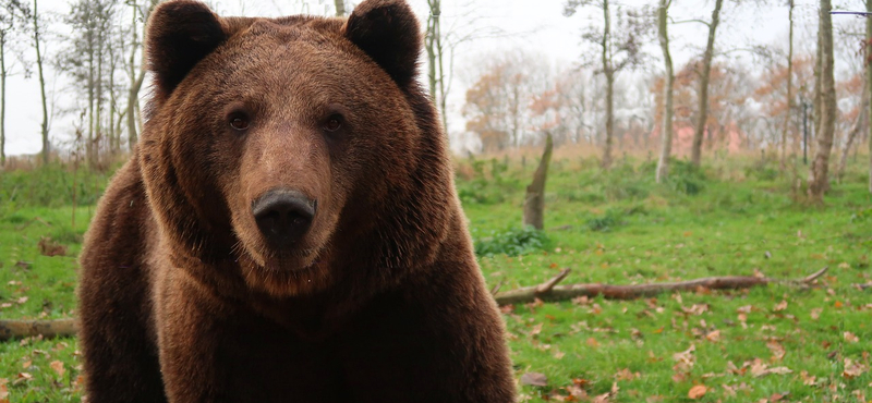 Medvék bolyonganak az észt fővárosban