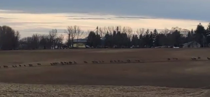 Hatalmas szarvasvonulás volt Tolnában - Videó