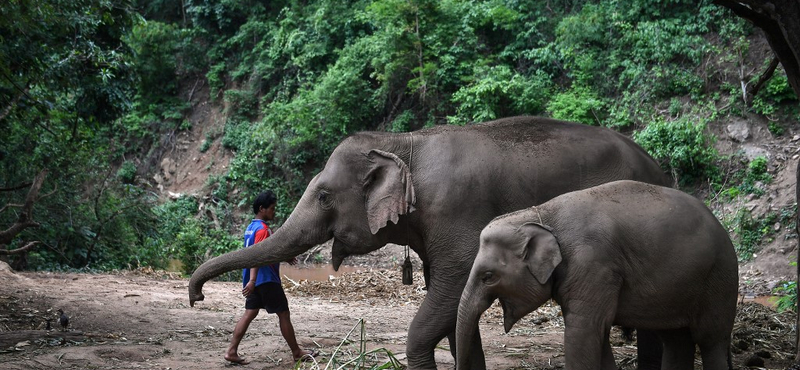 Műanyagszemetet evett, meghalt egy thai nemzeti park elefántja