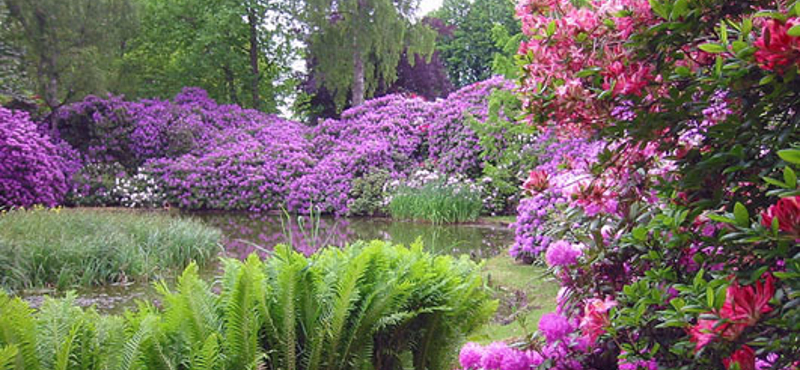 Rododendronok nevelése otthon - Kertész tippek