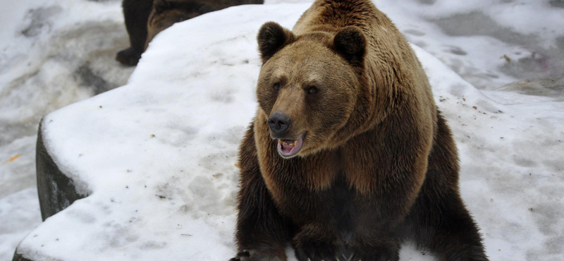 A szlovák Harambe? Lelőttek egy medvét Szlovákiában - mert túl szelíd volt