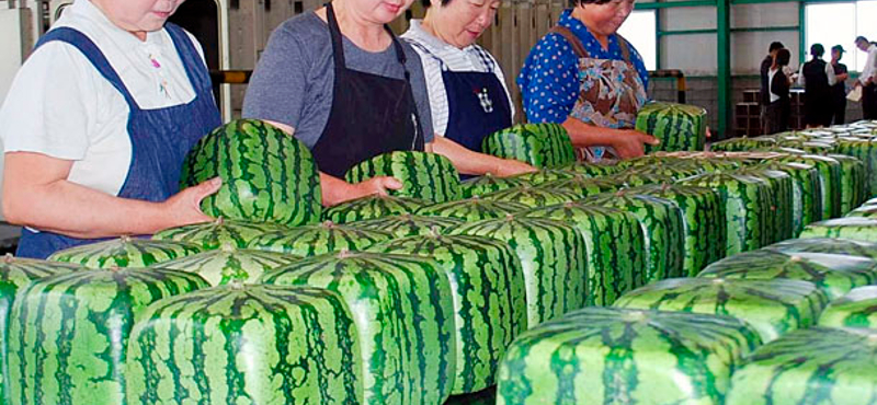 Kiemelten ellenőrzik a dinnyéket