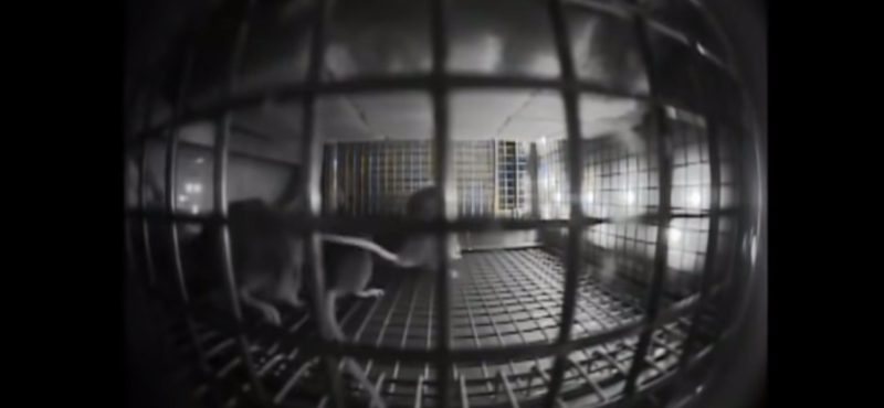 Videó: Egereket küldött a NASA az űrállomásra, egészen furcsán kezdtek viselkedni