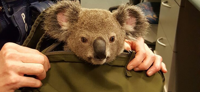 Amit még az ausztrál rendőrök sem hisznek el: koala a hátizsákban