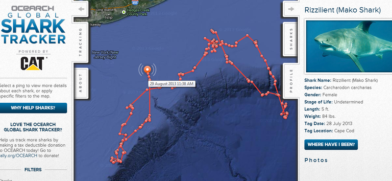 Valós időben követheti nyomon, merre járnak a rettegett cápák