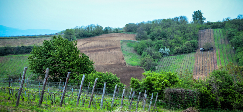 Új arc Tokaj-Hegyalján – Basilicus 