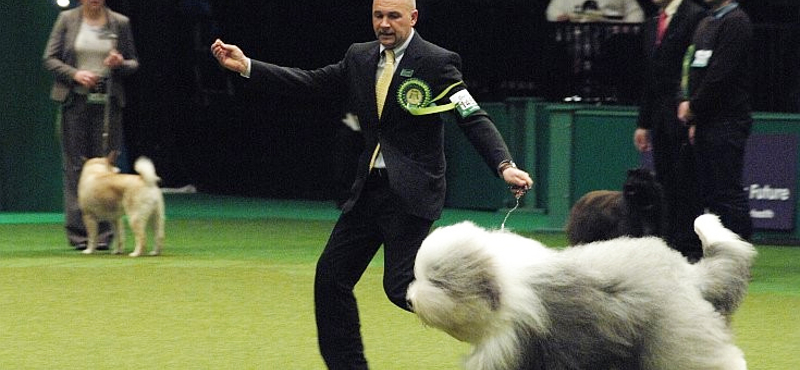 Jimmy, a magyar tenyésztésű bobtail lett a világ legszebb pásztorkutyája