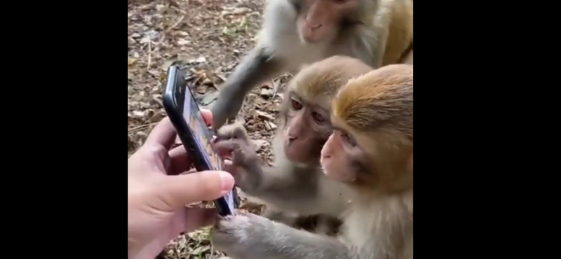 Mutattak egy okostelefont a majmoknak, úgy használták, mintha természetes lenne – videó