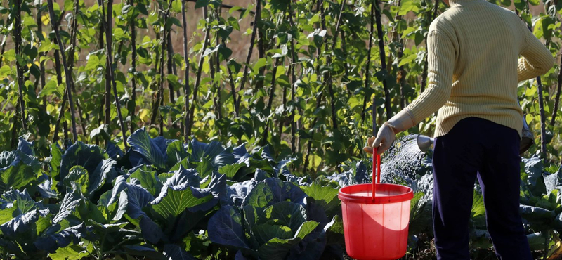 Megszüntetné az agrárkamara a családi gazdaságokat