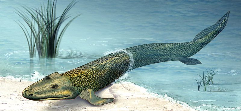 A Tiktaalik