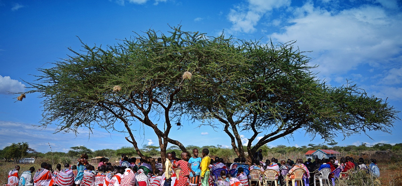 15 milliárd fát akarnak elültetni Kenyában, hétfőn emiatt lesz munkaszüneti nap