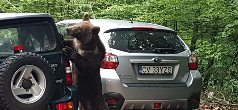 A nap videói: Parkoló autókat próbálnak kinyitni az erdélyi medvék