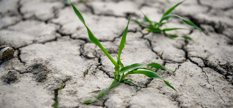 WWF: Hétfőre elfogynak a Föld éves erőforrásai