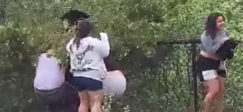 Videón, ahogy turisták lerángatnak a fáról két medvebocsot, hogy szelfizni tudjanak velük