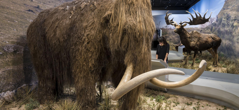 Megoldották az egyik legnehezebb feladatot, 2028-ra feltámaszthatják a gyapjas mamutot